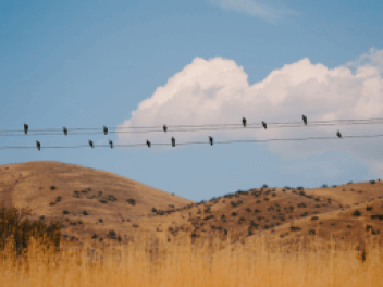 Birds on telephone wires