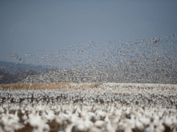 Migrating birds taking flight